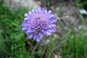 Scabiosa columbaria (1200 x 799)6.jpg